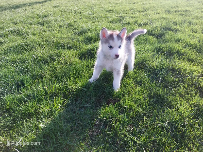 Ace, a male Siberian Husky for sale in Spencerville, IN – Photo 1 of 5