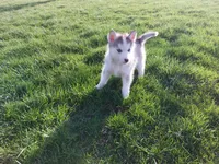 Ace, a male Siberian Husky for sale in Spencerville, IN – Photo 1 of 5
