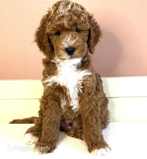 Remy – Poodle - Miniature  puppy for sale in Centre, AL
