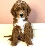 Remy, a male Poodle - Miniature  for sale in Centre, AL – 1 of 1