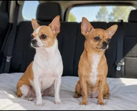 Extra Tiny White & Tan  Chihuahua Boy , a male Chihuahua for sale in Moreno Valley, CA – 2 of 2