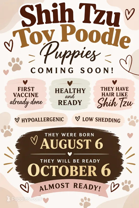 Shihpoo – Shihpoo puppy for sale in Moreno Valley, CA