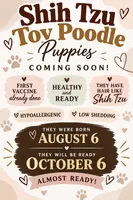 Shihpoo, a female Shihpoo for sale in Moreno Valley, CA – 1 of 1