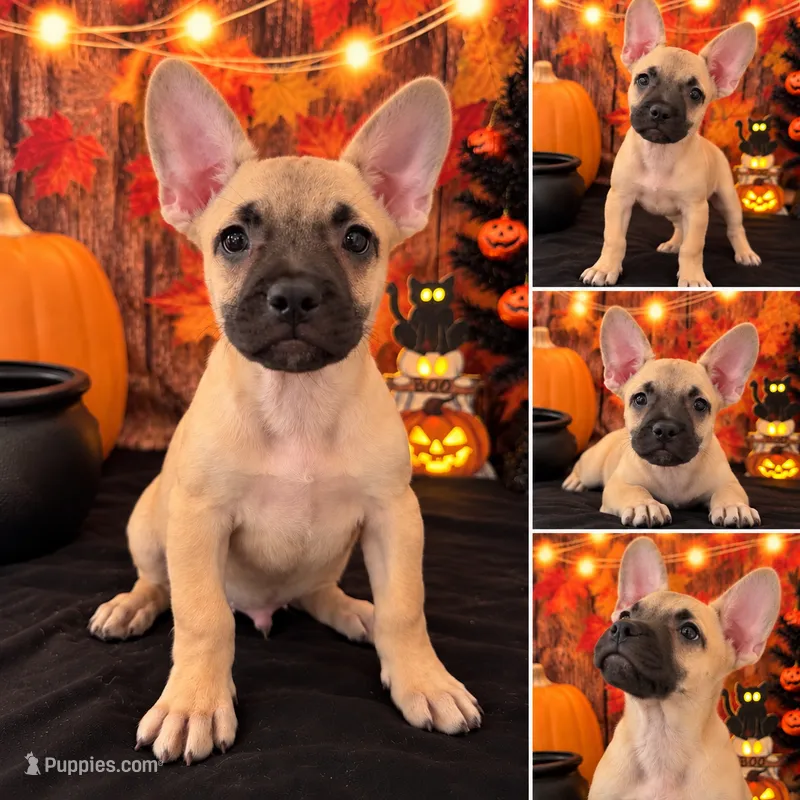 FRENCHIE WEENIE – French Bulldog, Miniature Dachshund puppy for sale in Moreno Valley, CA