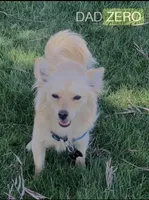 Pomchi boy , a male Chihuahua and Pomeranian for sale in Moreno Valley, CA – Photo 3 of 4