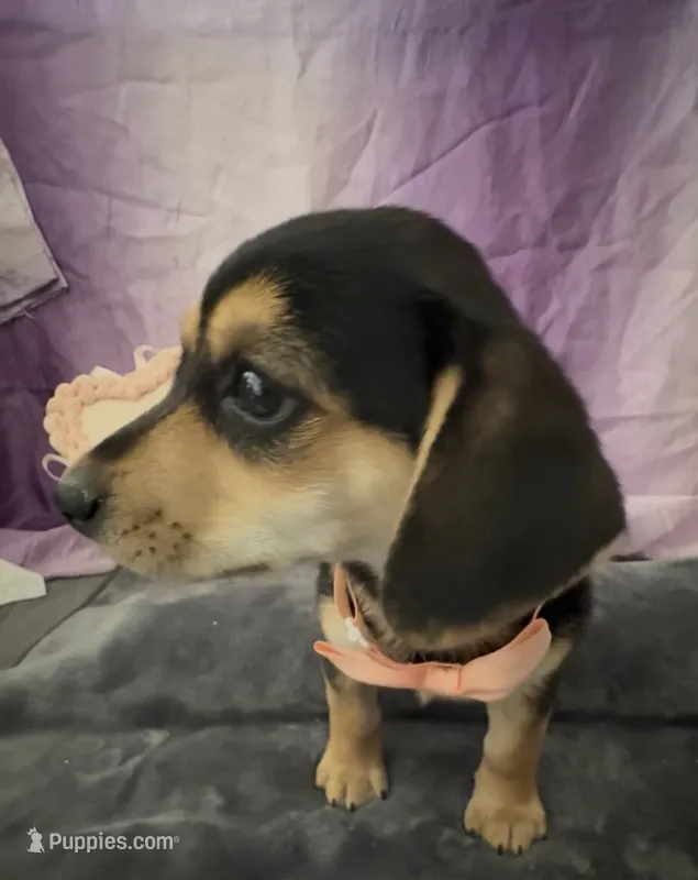 💗 Tiny Chiweenie Girl — Your Little Love Bug 🐾  – Chiweenie puppy for sale in Moreno Valley, CA