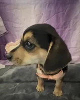 💗 Tiny Chiweenie Girl — Your Little Love Bug 🐾 , a female Chiweenie for sale in Moreno Valley, CA – 1 of 2