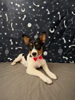  Adorable Female Auggie Puppy – Corgi × Australian Shepherd, a female Australian Shepherd and Pembroke Welsh Corgi for sale in Moreno Valley, CA – 5 of 7