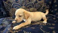 One-of-a-Kind Frenchie Weenie Puppy Boy blue eyes , a male French Bulldog and Miniature Dachshund for sale in Moreno Valley, CA – 7 of 7