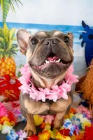 Girl frenchy 11 month , a female French Bulldog for sale in Moreno Valley, CA – 2 of 3