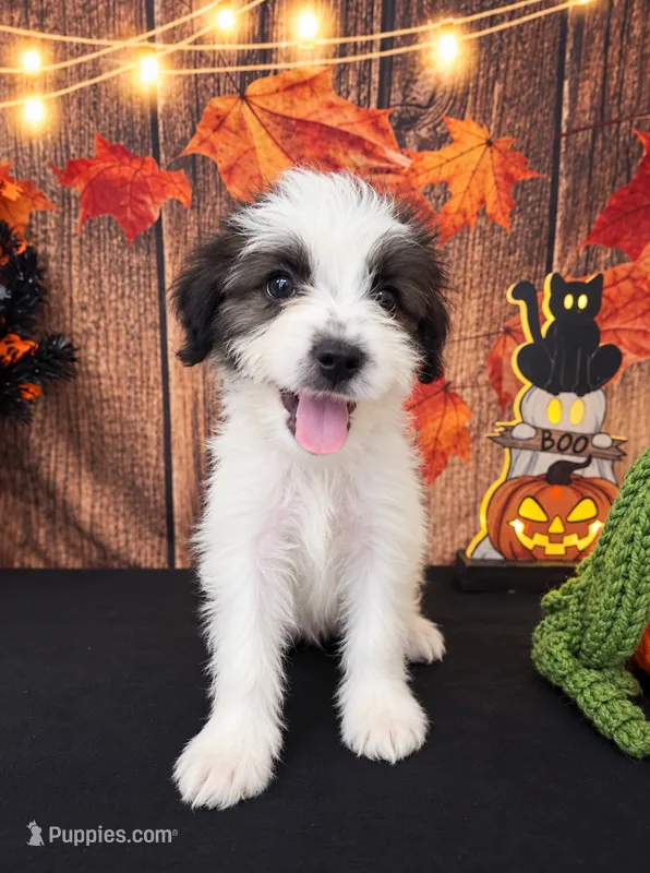 Shihpoo boy  – Shihpoo puppy for sale in Moreno Valley, CA