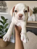  french bull dog  pug male 02, a male French Bulldog and Pug for sale in Moreno Valley, CA – 2 of 3
