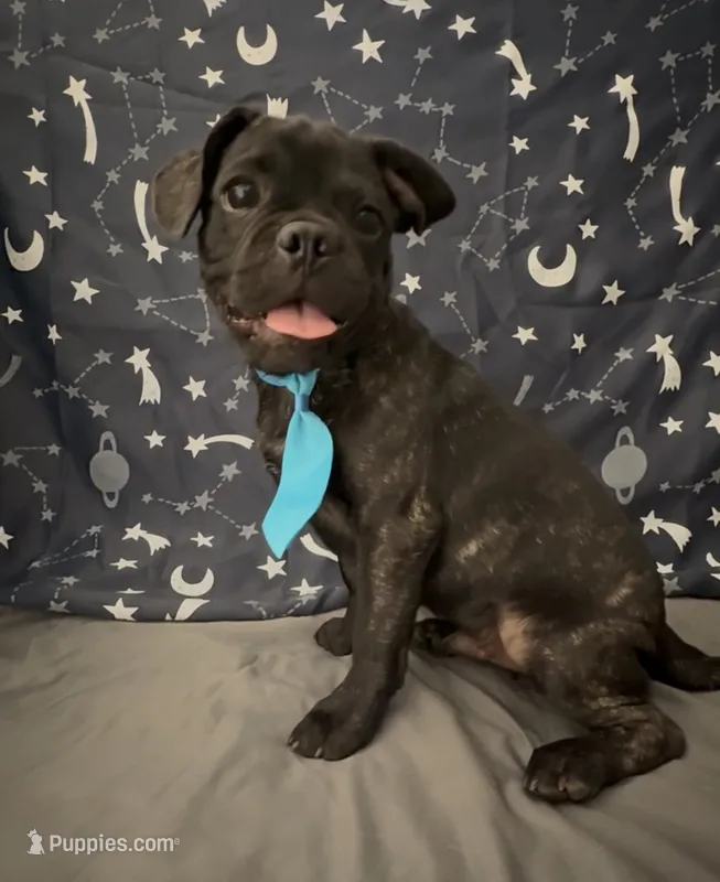 Handsome Black Brindle Pug × Boston Terrier Boy  – Boston Terrier, Pug puppy for sale in Moreno Valley, CA