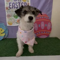 Daisy 02, a female Jack Russell Terrier and Pomchi for sale in Moreno Valley, CA – Photo 1 of 4