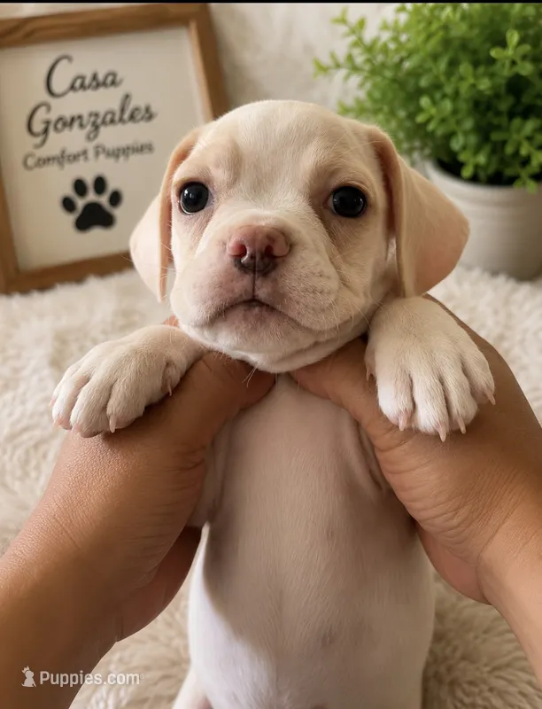   🐾 Tiny Cream Boston Terrier × Pug Puppy Full of Love! – Boston Terrier, Pug puppy for sale in Moreno Valley, CA