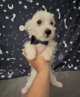 Yorkie chihuahua boy , a male Chihuahua and Yorkshire Terrier for sale in Moreno Valley, CA – 2 of 6