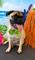 Little bear loves oranges 🍊 , a male Pug for sale in Moreno Valley, CA – 4 of 4