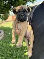 Cane corso puppy boy 002, a male Cane Corso for sale in Moreno Valley, CA – 3 of 4