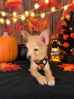 Chorkie girl 01, a female Chihuahua and Yorkshire Terrier for sale in Moreno Valley, CA – 3 of 4