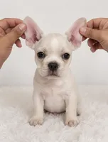 Frenchy pug  , a male French Bulldog and Pug for sale in Moreno Valley, CA – 1 of 8