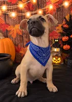 FRENCHIE WEENIE, a male French Bulldog and Miniature Dachshund for sale in Moreno Valley, CA – 2 of 3