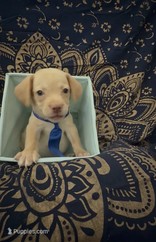     One-of-a-Kind Frenchie Weenie Puppy Boy – French Bulldog, Miniature Dachshund puppy for sale in Moreno Valley, CA