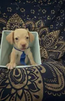     One-of-a-Kind Frenchie Weenie Puppy Boy, a male French Bulldog and Miniature Dachshund for sale in Moreno Valley, CA – 1 of 9