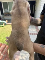 Cane corso puppy boy 002, a male Cane Corso for sale in Moreno Valley, CA – 4 of 4