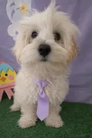 Milo 01, a male Maltipoo for sale in Moreno Valley, CA – Photo 2 of 5