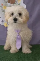 Milo 01, a male Maltipoo for sale in Moreno Valley, CA – Photo 3 of 5