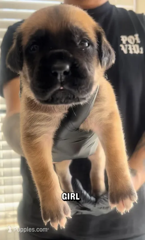 Cane Corso Girl 01  – Cane Corso puppy for sale in Moreno Valley, CA