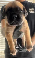 Cane Corso Girl 01 , a female Cane Corso for sale in Moreno Valley, CA – Photo 1 of 3
