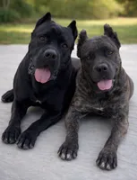 Cane Corso Girl 01 , a female Cane Corso for sale in Moreno Valley, CA – Photo 3 of 3