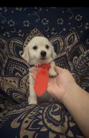 Adorable sweet pomchi boy , a male Chihuahua and Pomeranian for sale in Moreno Valley, CA – 5 of 9