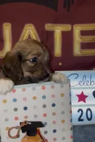 Basset doodles girl 03 , a female Maltipoo and Basset Hound for sale in Moreno Valley, CA – 2 of 7
