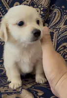 Pomchi boy 2 , a male Chihuahua and Pomeranian for sale in Moreno Valley, CA – 2 of 5