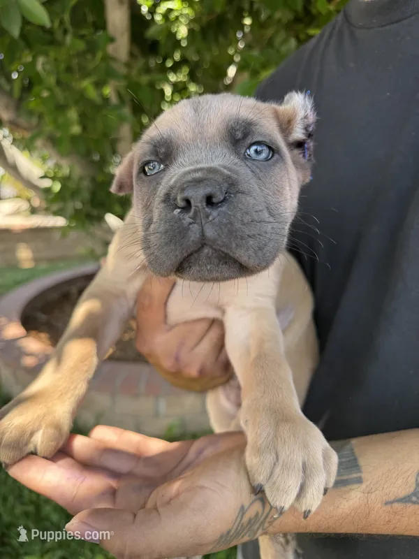 Cane corso boy 07 – Cane Corso puppy for sale in Moreno Valley, CA