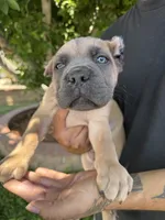 ICCF Registered Cane Corso Male #7, a male Cane Corso for sale in Moreno Valley, CA – 1 of 5