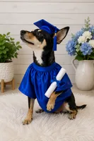 Tiny chica chihuahua , a female Chihuahua for sale in Moreno Valley, CA – 2 of 2