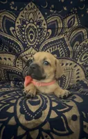     Frenchie Doxie Cutie Girl , a female French Bulldog and Miniature Dachshund for sale in Moreno Valley, CA – 4 of 7