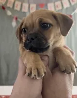 Pug Pom girl , a female Pug for sale in Moreno Valley, CA – Photo 1 of 7