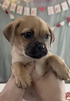 Pug Pom girl , a female Pug for sale in Moreno Valley, CA – Photo 3 of 7