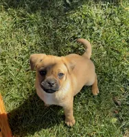 Pug Pom girl , a female Pug for sale in Moreno Valley, CA – Photo 4 of 7