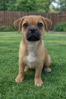 Pug Pom girl , a female Pug for sale in Moreno Valley, CA – Photo 5 of 7