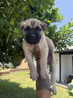ICCF Registered Cane Corso Male #5, a male Cane Corso for sale in Moreno Valley, CA – 3 of 5