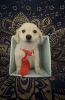 Adorable sweet pomchi boy , a male Chihuahua and Pomeranian for sale in Moreno Valley, CA – 3 of 9