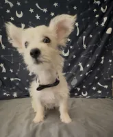 Yorkie chihuahua boy , a male Chihuahua and Yorkshire Terrier for sale in Moreno Valley, CA – 1 of 6