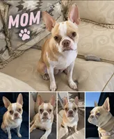   🐾 Tiny Cream Boston Terrier × Pug Puppy Full of Love!, a male Boston Terrier and Pug for sale in Moreno Valley, CA – 4 of 5