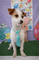 Oliver’s and company , a male Jack Russell Terrier and Chihuahua for sale in Moreno Valley, CA – Photo 2 of 3