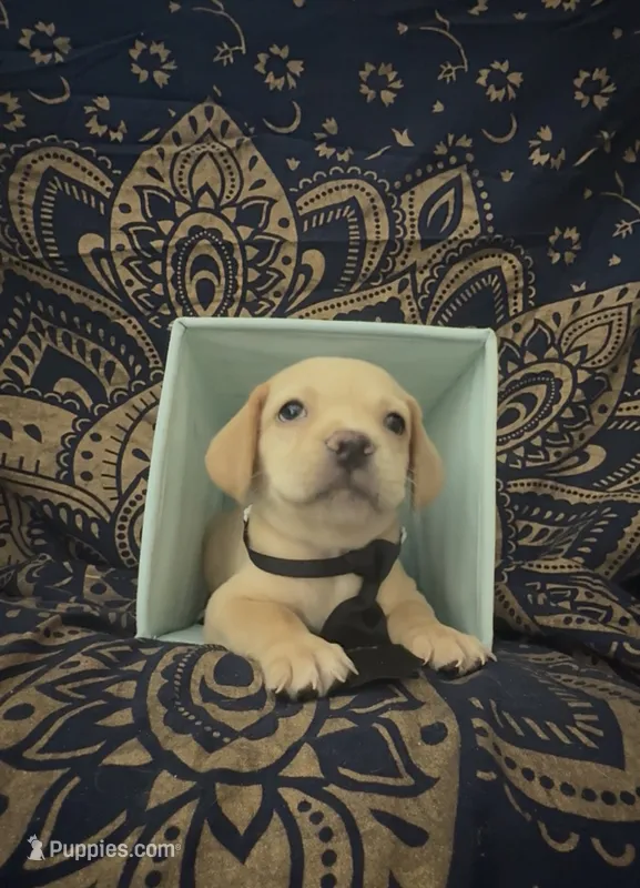     Little Sausage Frenchie Boy  – French Bulldog, Dachshund puppy for sale in Moreno Valley, CA